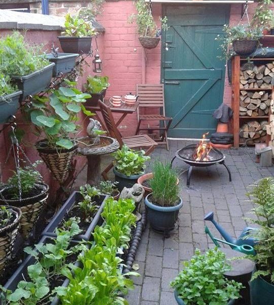 Backyard Food Growing