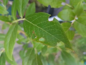 weevil-damage-on-blueberry-300x225-4523278