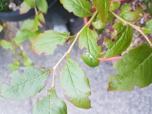 weevil-damage-on-blueberry-leaves-300x225-5526062