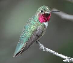 Hummingbird in Winter Video – Backyard Food Growing