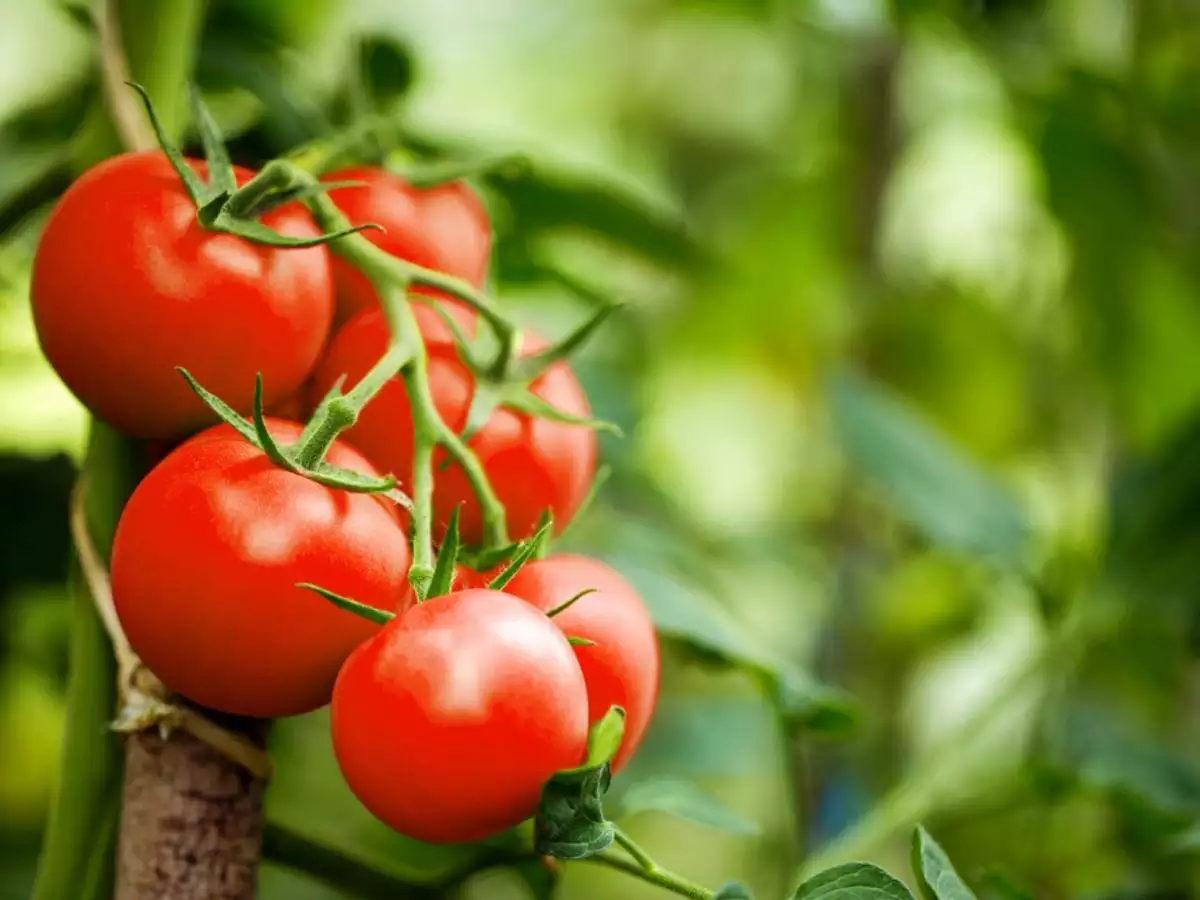 The Tomato: Fruit or Vegetable? – Backyard Food Growing