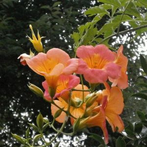 The Hummingbird Vine – Backyard Food Growing