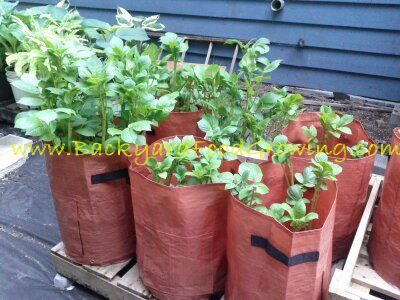 How to Grow Potatoes in Bags – Backyard Food Growing
