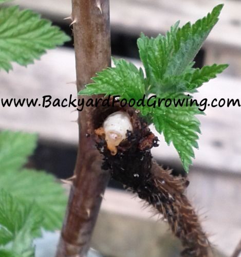 Raspberry Crown Borer – Backyard Food Growing