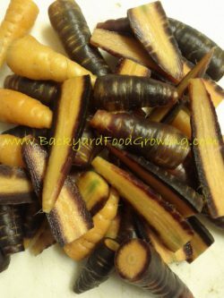 purple-carrots-2012-wm-e1499361012704-3025354