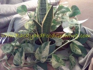 What Is Basic Tropical Plant Care? – Backyard Food Growing