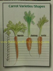 types-of-carrot-wm-225x300-7426334