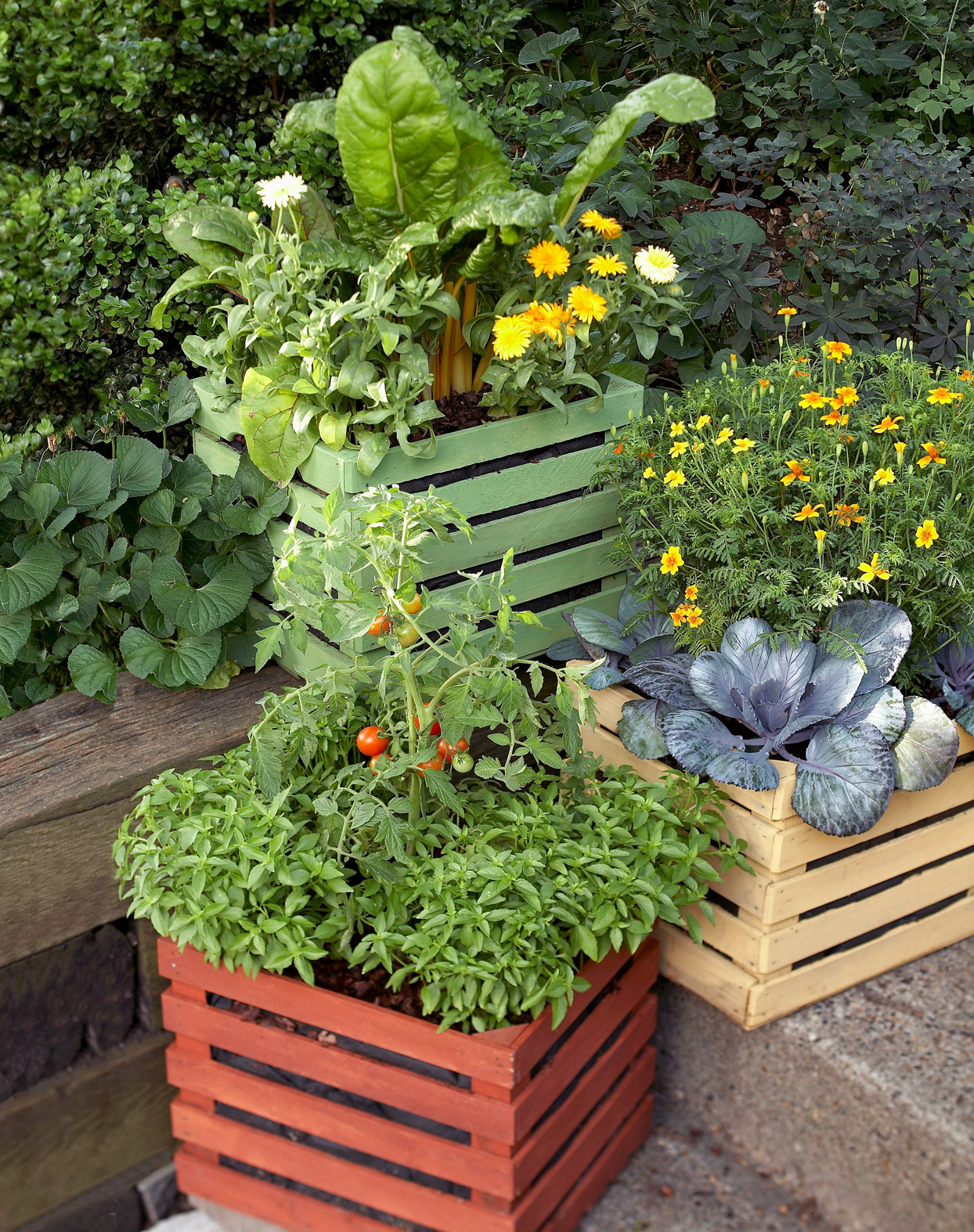 Best Food Plants for Containers – Backyard Food Growing