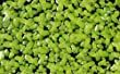 1650338985_946_Frogbit-vs-Duckweed-Who39s-Winning-it