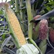 1650339655_471_Treated-Seeds-Vs-Untreated-Seeds-Buy-the-Right-One