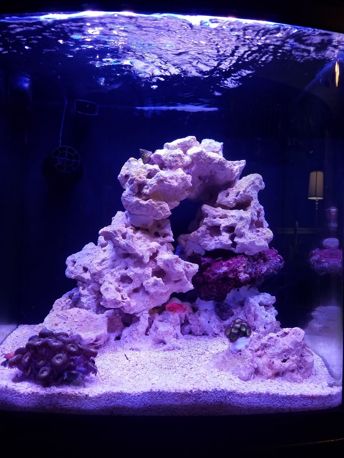 JZP's Biocube 16 - Nano Reef Journals - Nano-Reef Community