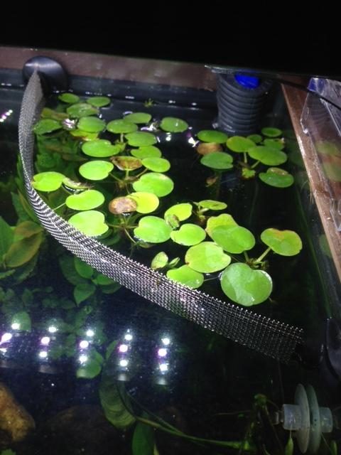 Frogbit Dying- 4 Ways to Fixes! - Back Yard Growing