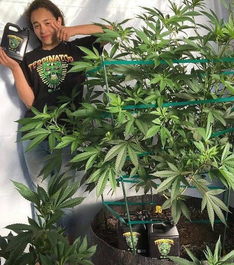 Bud-Candy-vs-Terpinator-The-Best-Fertilizer-for-Hydroponics