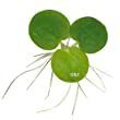 Frogbit-vs-Duckweed-Who39s-Winning-it