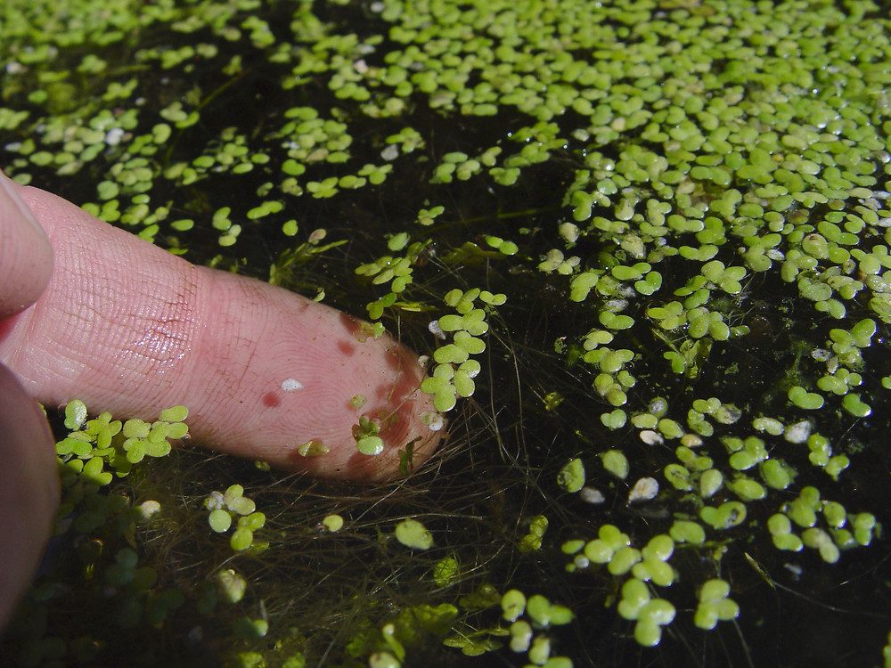 Frogbit vs Duckweed: Who’s Winning it? - Back Yard Growing