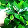 Pick-the-Most-Beneficial-Plant-Anubias-Nana-Vs-Anubias-Petite