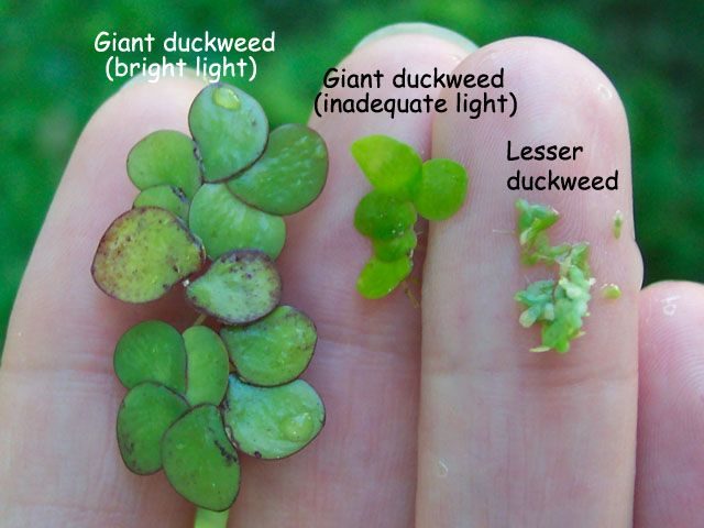 Frogbit vs Duckweed: Who’s Winning it? - Back Yard Growing