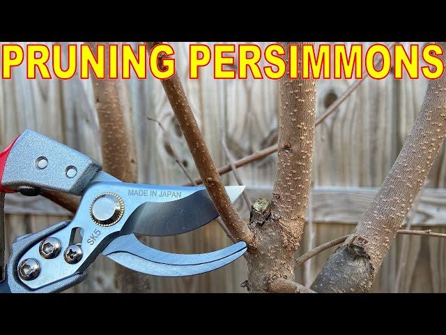How to Prune a Persimmon Tree