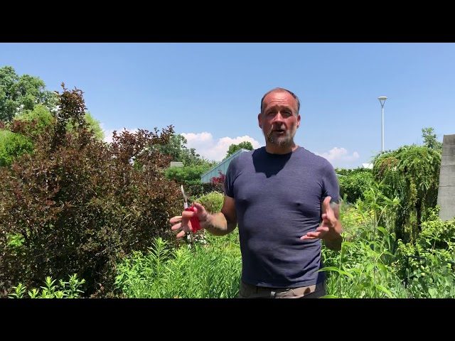 How to Prune Your Peony for Optimal Growth