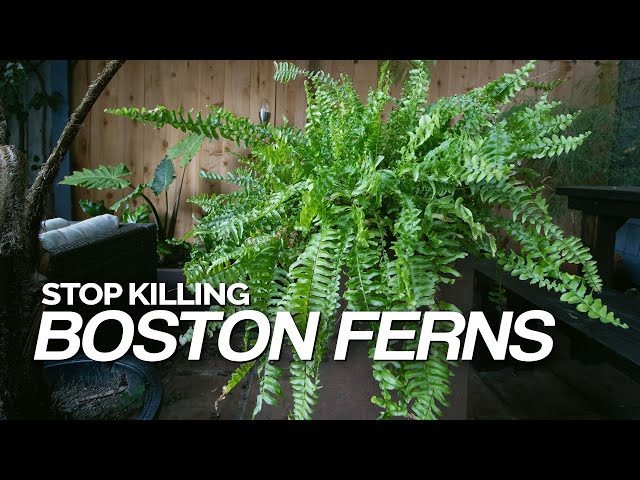 How to Prune Your Fern for Optimal Growth