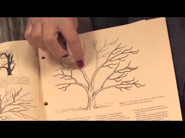 How to Prune an Orange Tree