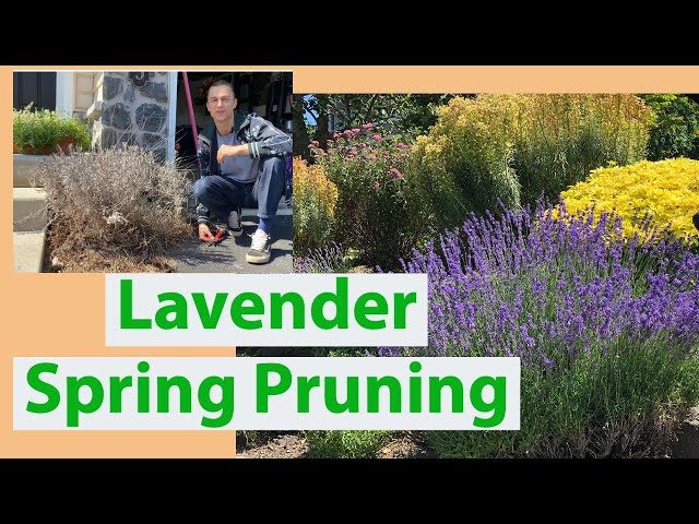 How to Prune Lavender in Spring