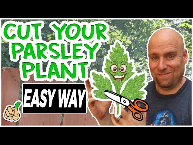 How to Prune Parsley for the Best Flavor