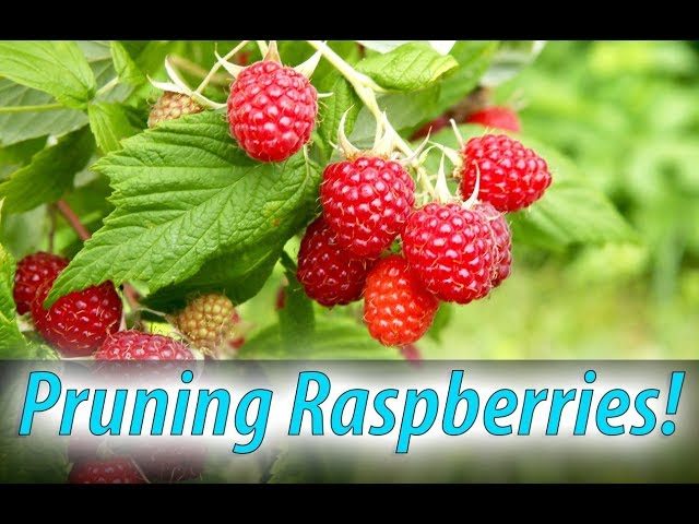 How to Prune Raspberries for Maximum Yield