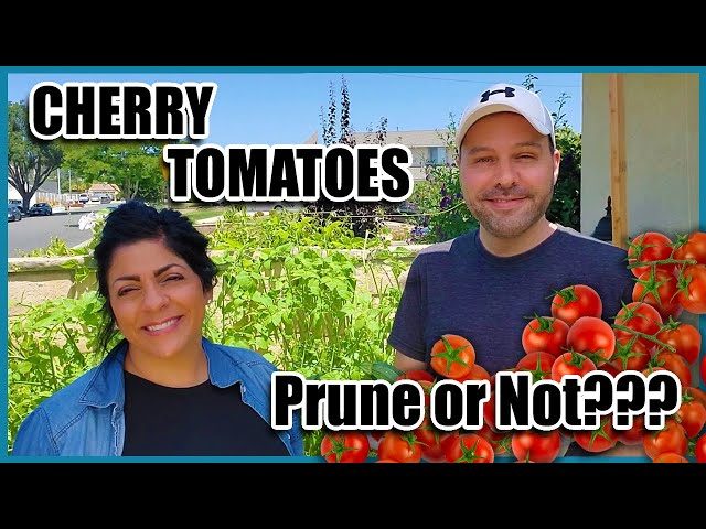 How to Prune a Cherry Tomato Plant