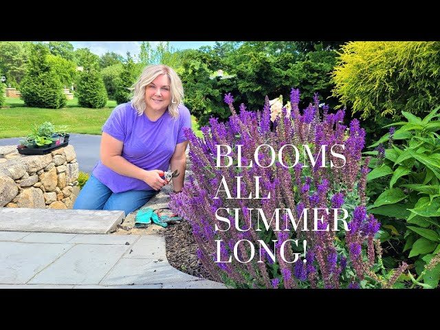 How to Prune Salvia for More Flowers