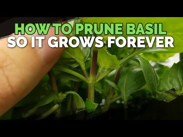 How to Prune Thai Basil for the Best Flavor