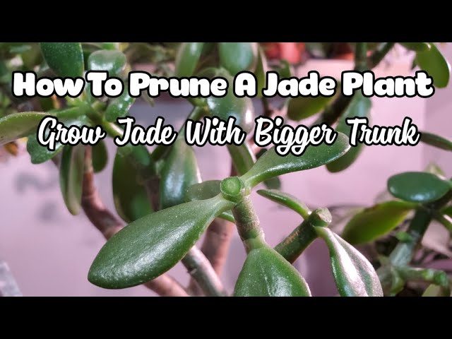 How to Prune Your Jade Plant