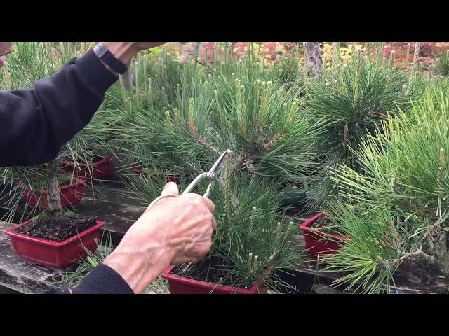 How to Prune Pine Trees