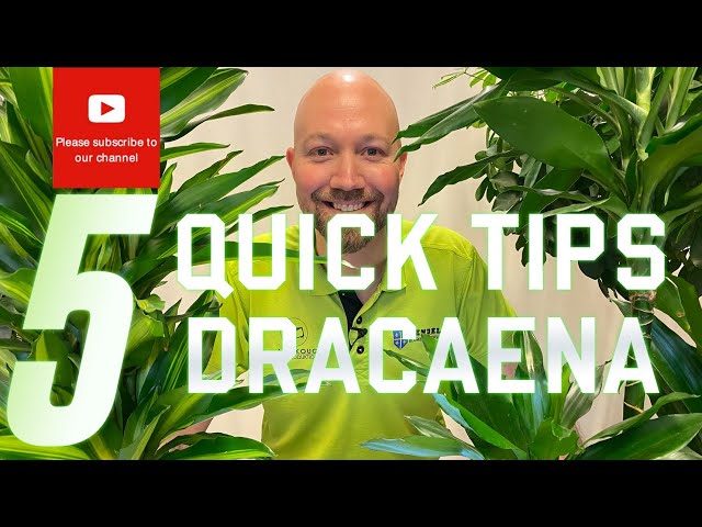 How to Prune Your Dracaena for Optimal Growth
