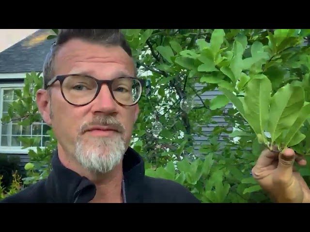 How to Prune a Magnolia Tree