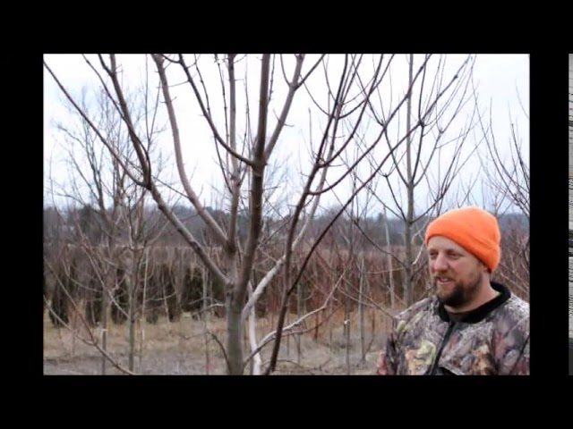 How to Prune a Maple Tree
