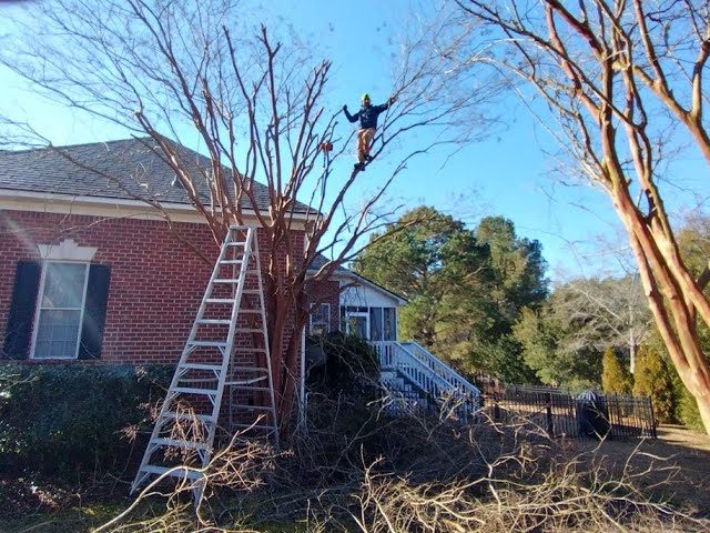 How to Prune an Overgrown Crepe Myrtle