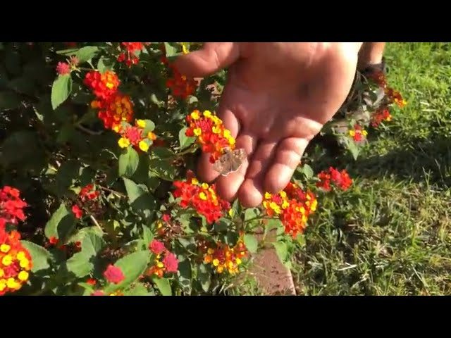 How to Prune Lantana for Optimal Growth How to Prune Lantana for Optimal Growth