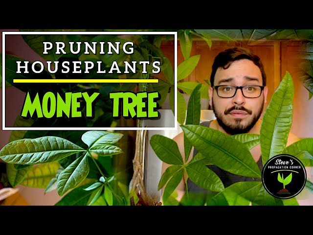 How to Prune a Money Tree