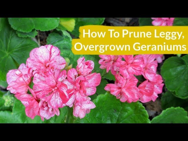 How to Prune Geraniums for More Flowers
