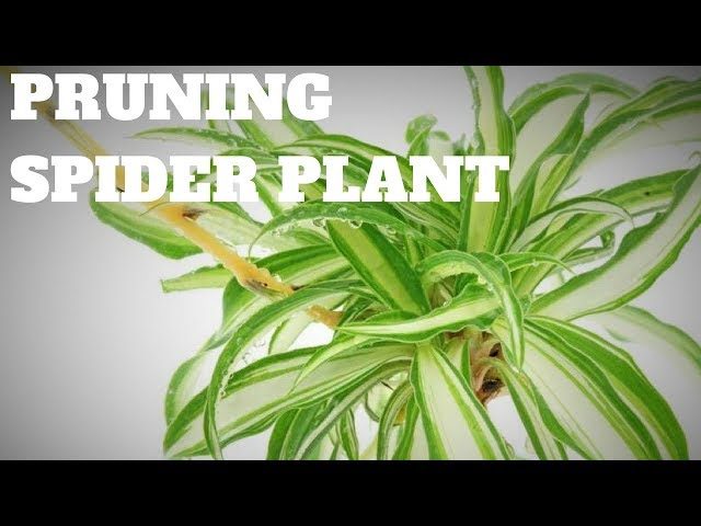 How to Prune Your Spider Plant