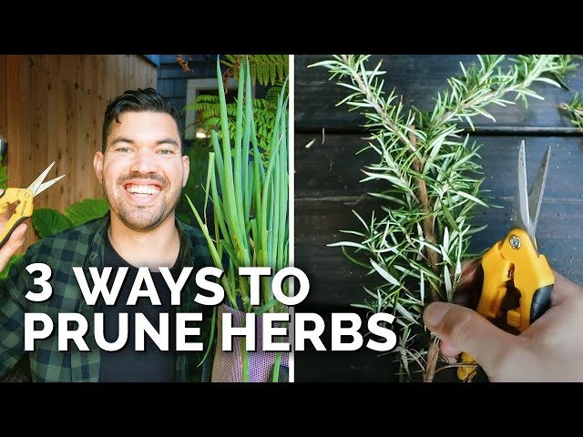 How to Prune a Flower for Optimal Growth
