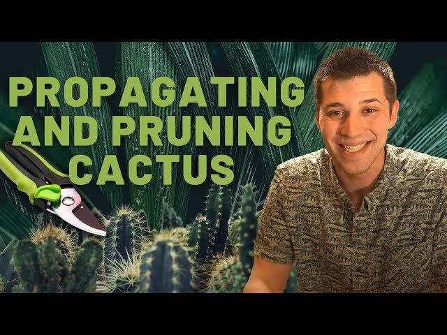 How to Prune a Cactus