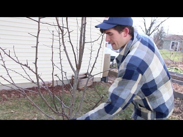 How to Prune a Pear Tree