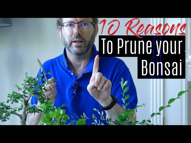 How to Prune a Bonsai Tree