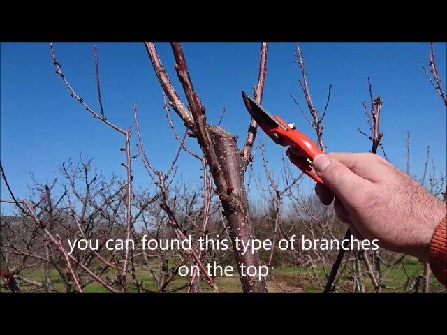 How To Prune A Cherry Tree Back Yard Growing