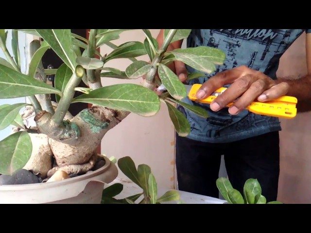 How to Prune Desert Rose Bushes