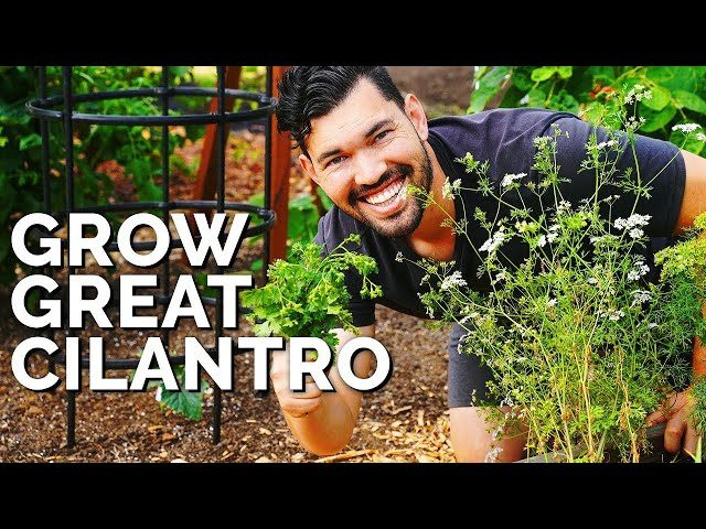 How to Prune Cilantro for the Best Flavor
