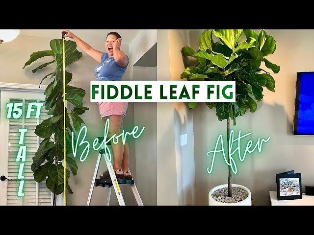How to Prune a Fiddle Leaf Fig