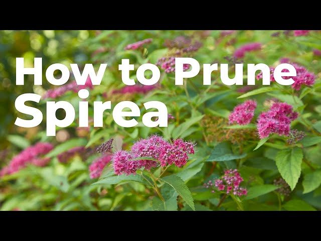 How to Prune a Spirea